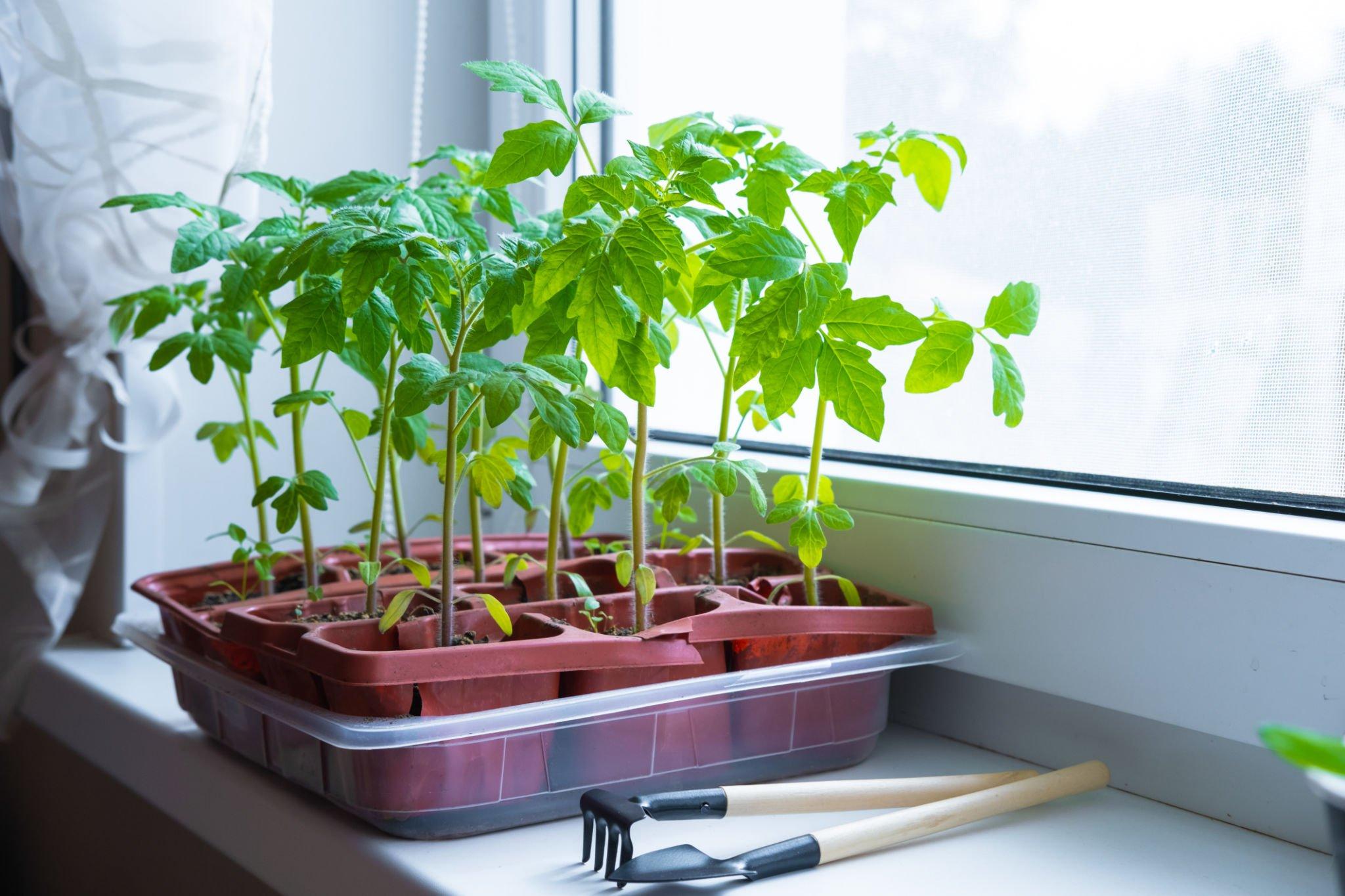 The Pros and Cons of Growing Vegetables in Pots
