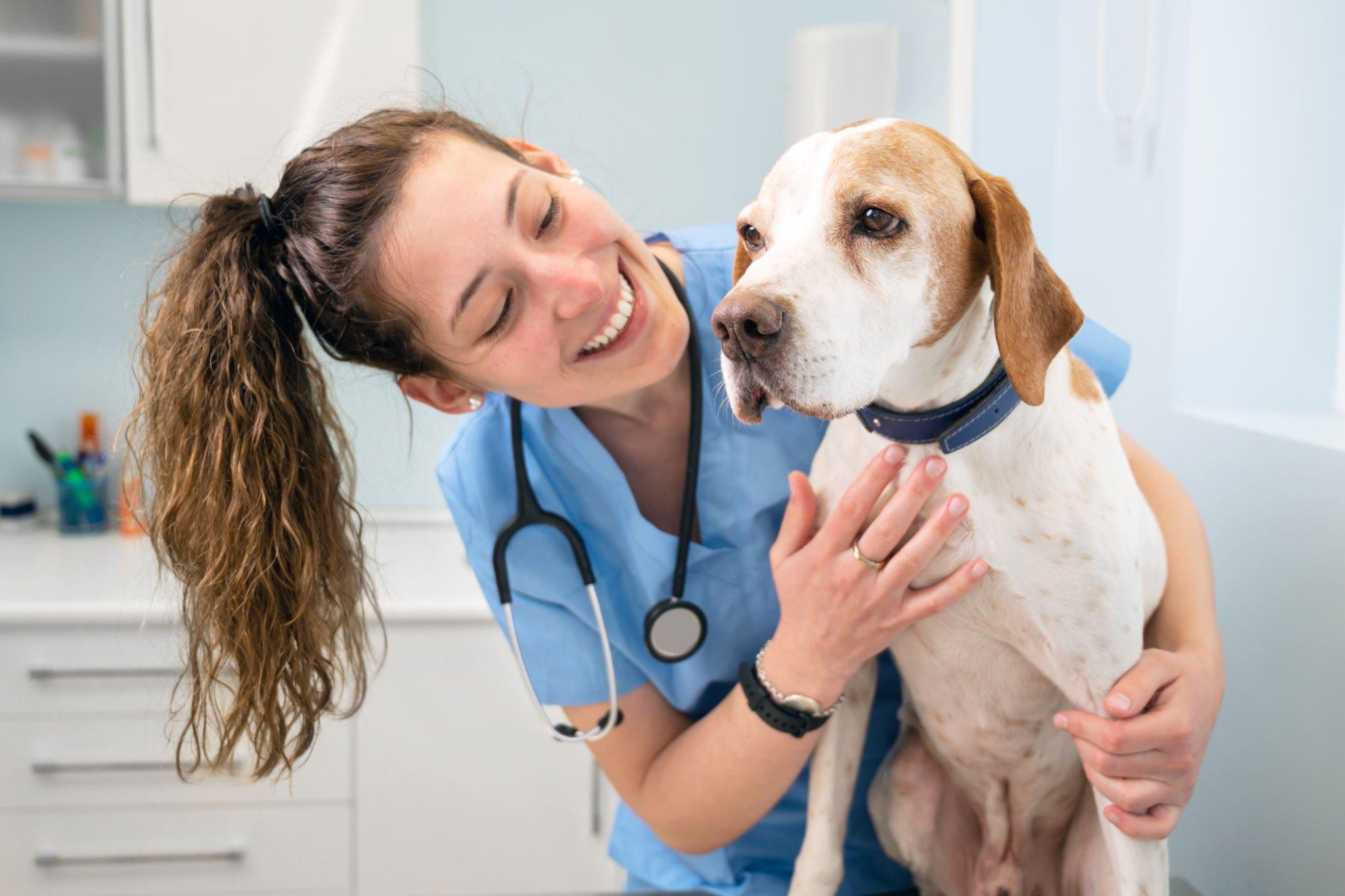 Maintain your Pet Healthful with Family Pet Medicine